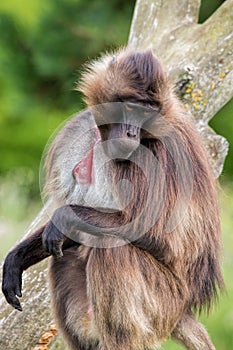 Gelada Baboon Sitting On Tree