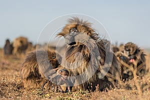 Gelada Baboon - Theropithecus gelada