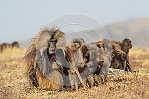 Gelada Baboon - Theropithecus gelada