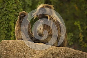 The Gelada Baboon (Theropithecus Gelada).