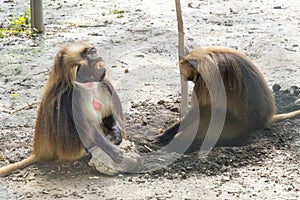 Gelada baboon (Theropithecus gelada)