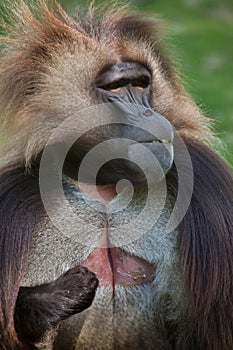 Gelada baboon Theropithecus gelada photo