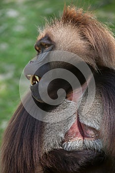 Gelada baboon Theropithecus gelada photo