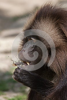 Gelada baboon Theropithecus gelada eating the stag beetle photo