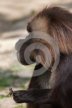 Gelada baboon Theropithecus gelada eating the stag beetle photo