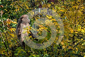 Gelada Baboon Theropithecus gelada the monkey on branch tree