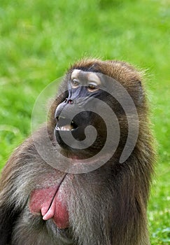 Gelada Baboon, theropithecus gelada, Portrait of Female calling