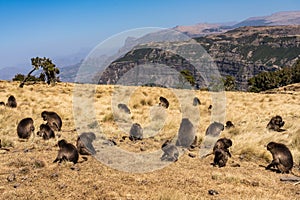 Gelada Baboon - Theropithecus Gelada. Simien Mountains National Park in Ethiopia photo