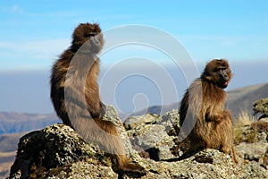 Gelada Baboons