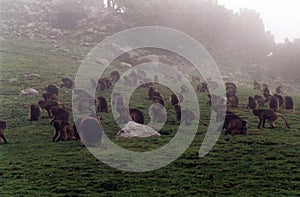 Gelada baboons