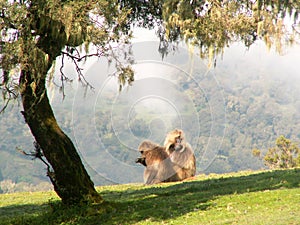 Gelada baboons