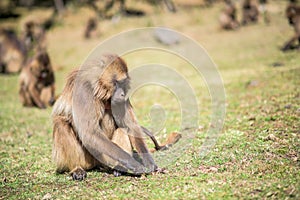 Gelada baboons feeding on roots
