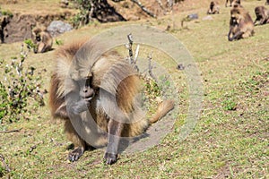 Gelada baboons feeding on roots