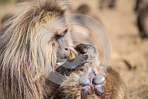 Gelada baboons searching for fleas