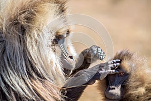 Gelada baboons searching for fleas