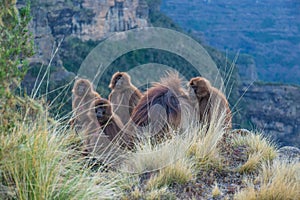 Gelada Baboons in the Simian Mountains