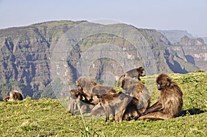 Gelada baboons in Simien mountains photo