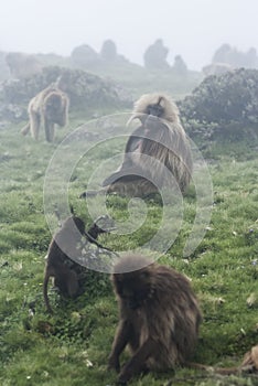 Gelada baboons, simien national park, Ethiopia