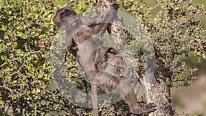 Gelada Climbing Tree