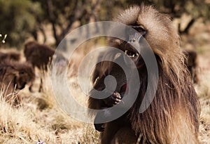 Gelada endemic monkeys living in the mountains of Ethiopia