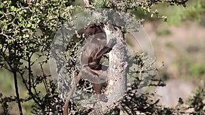 Gelada feeding on tree trunk