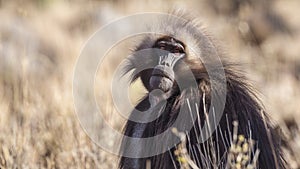 Gelada Looking at Camera