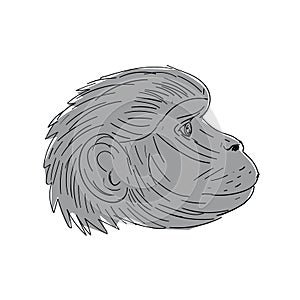 Gelada Monkey Head Side Drawing