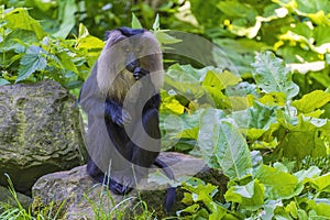 A Gelada monkey sitting on a large stone in the animal park Blijdorp in Rotterdam photo