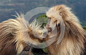 Gelada monkeys grooming in Simien mountains