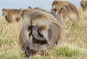 Gelada, Semien Mountains, Ethiopia, Africa