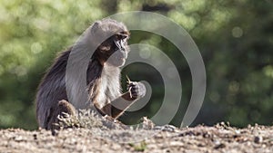 Gelada Sitting on Ground Looking Right