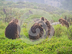 Gelada Theropithecus gelada monkeys in Semien Mountains, Ethio photo