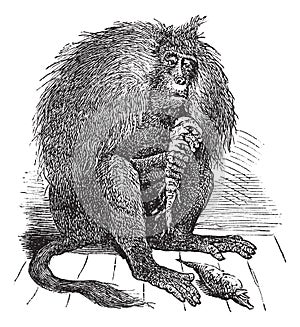 Gelada or Theropithecus gelada vintage engraving