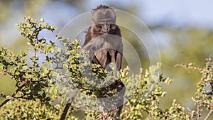 Gelada on Tree Top