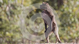 Gelada on Watch Duty