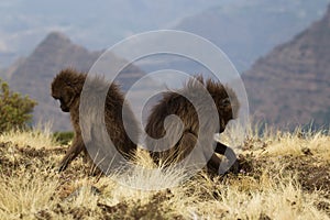 Geladas endemic monkeys living in the mountains of Ethiopia