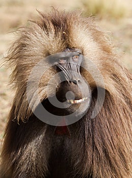 Geladas endemic monkeys living in the mountains of Ethiopia