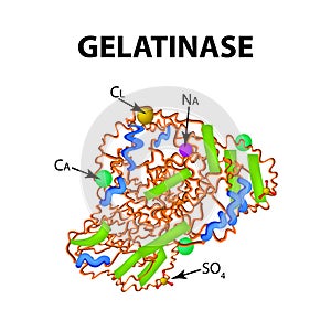 Gelatinase is a molecular chemical formula. Enzyme of the stomach. Infographics. Vector illustration on isolated background