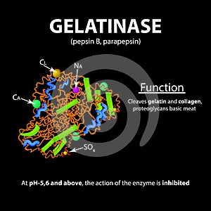 Gelatinase is a molecular chemical formula. Functions. Enzyme of the stomach. Infographics. Vector illustration