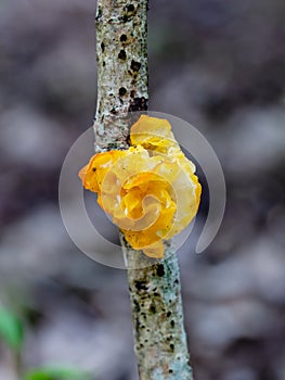 Gelatinous Yellow brain on branch