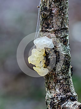Gelatinous Yellow brain on branch
