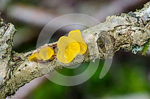 Gelatinous Yellow brain on branch