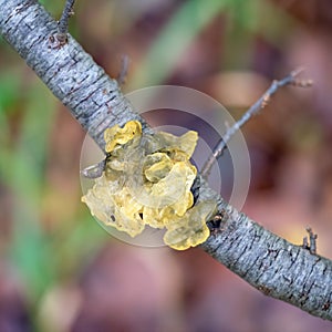 Gelatinous yellow fungus. Tremella mesenterica or aurentia. Aka Jelly fungus.