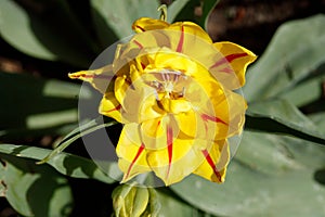 Gelb blÃƒÂ¼hendeTulpen (Tulipa), Closeup, Draufsicht, Deutschland