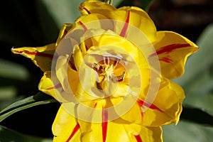 Gelb blÃƒÂ¼hendeTulpen (Tulipa), Closeup, Draufsicht, Deutschland