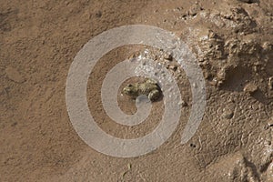 Gelbbauchunke (Bombina variegata