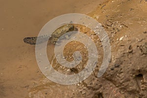 Gelbbauchunke (Bombina variegata