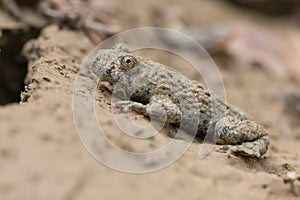 Gelbbauchunke (Bombina variegata