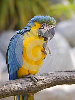 Gelbbrustara macaw on perch