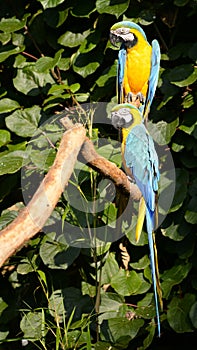 Gelbbrustara macaws on perch